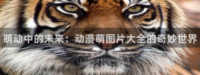 动漫之家哪个版本最好
